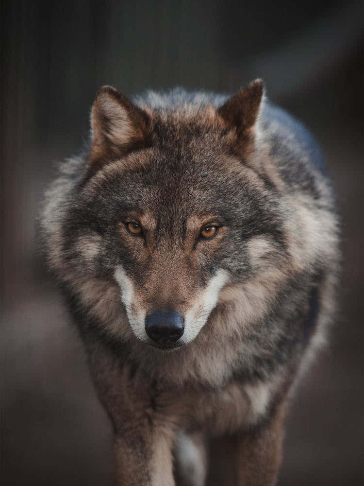 Wilderness Wolf