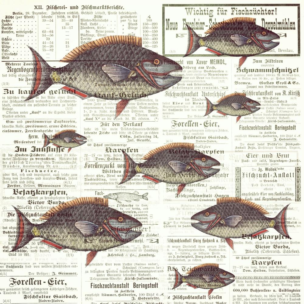 Fish Fishes Against The Current