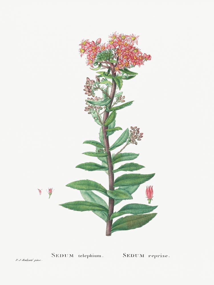 Sedum Telephium, Pierre Joseph Redoute