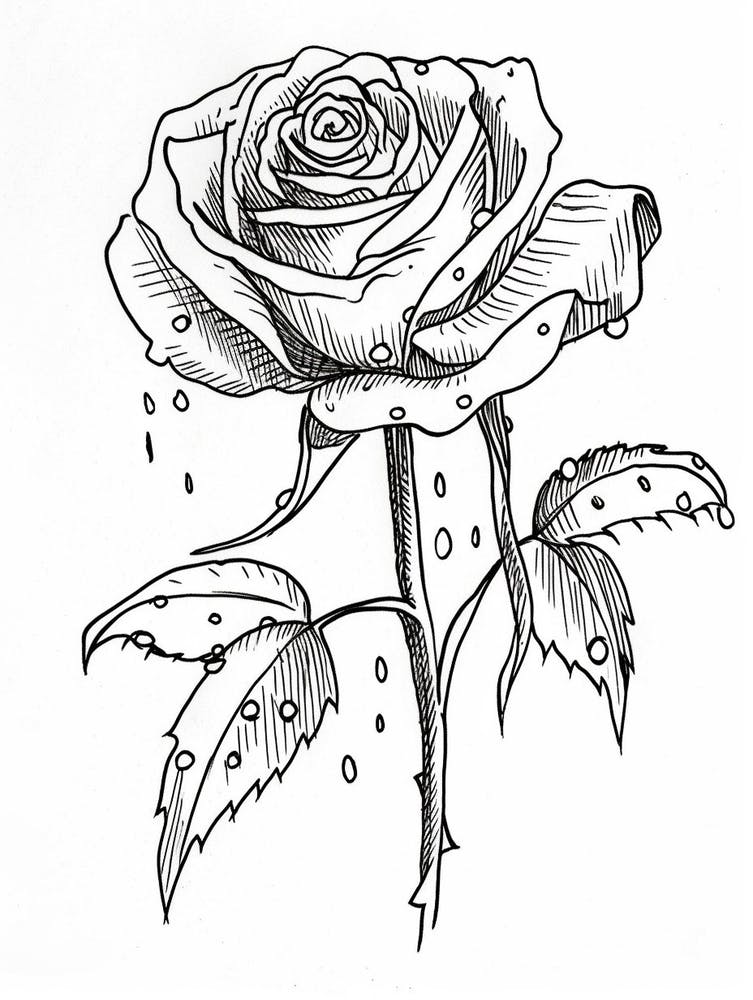 Dessin au Trait Rosée de Rose 2