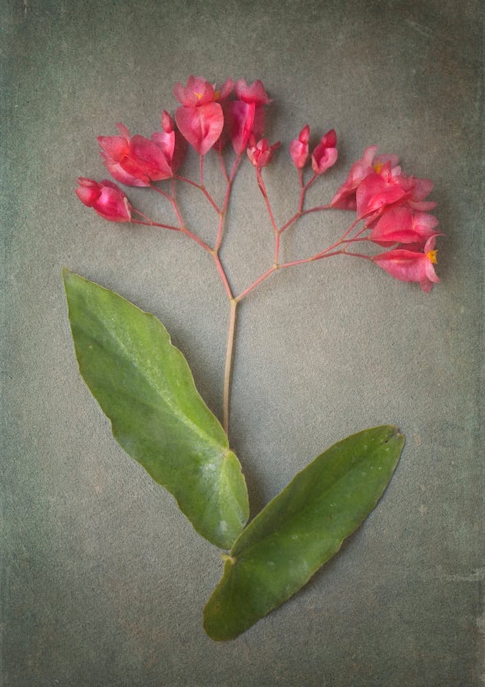 Foraged 1