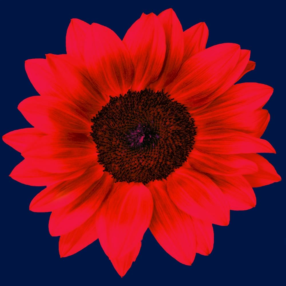 Red Sunflower Square