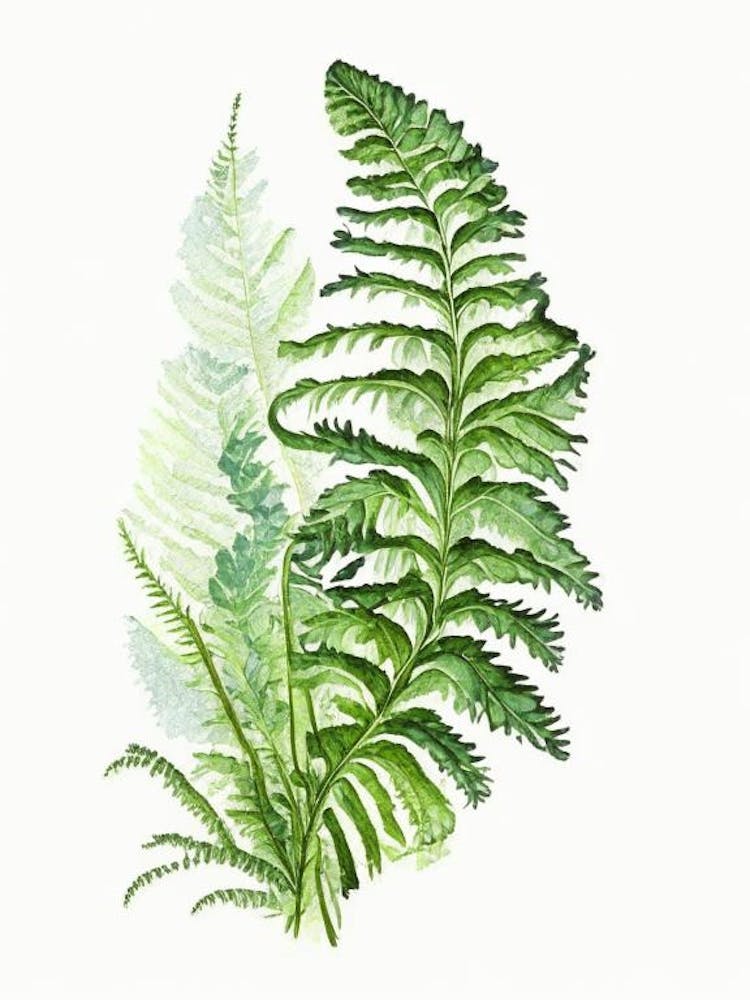 Lady Fern Wildflower Watercolour 2