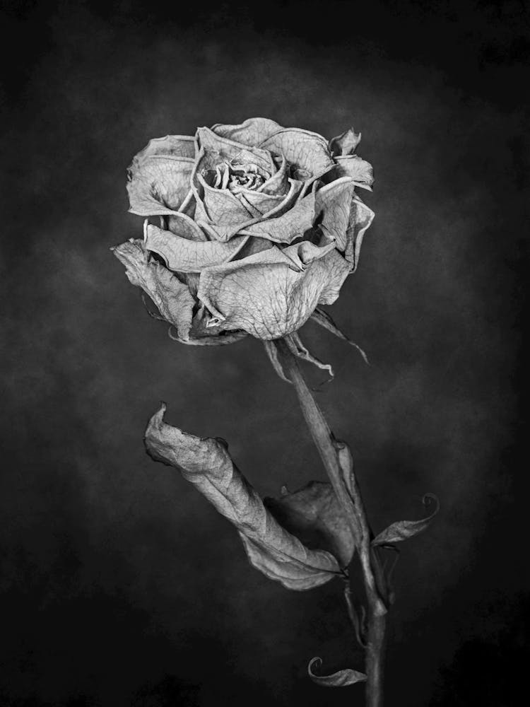 Rose en Noir et Blanc