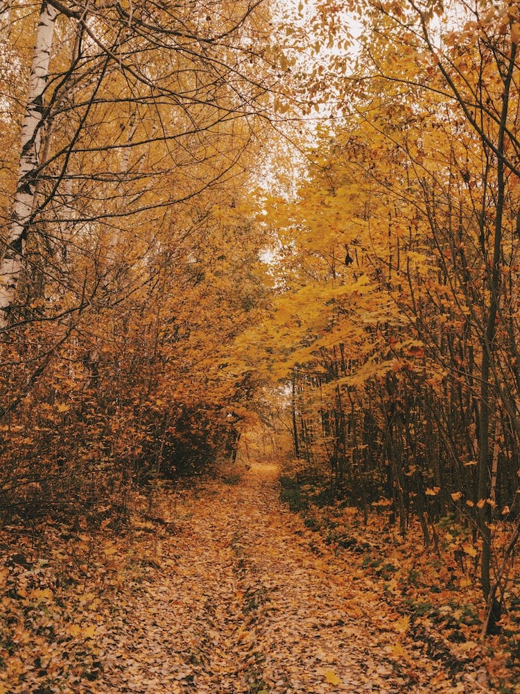 Warme Herbstblätter