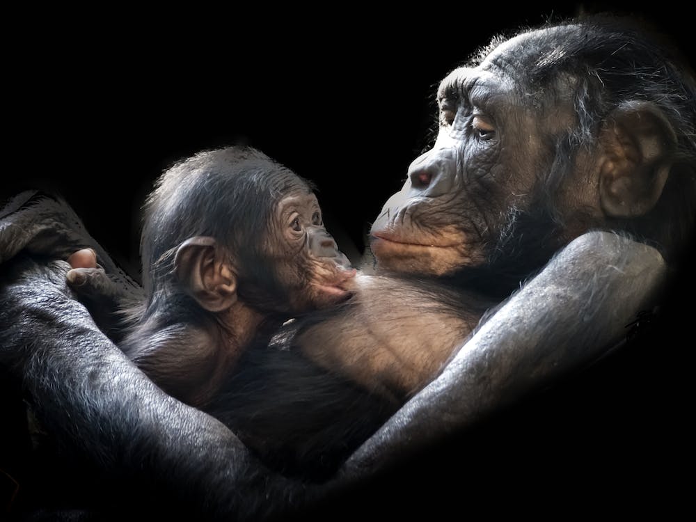 Chimpanzee With Baby