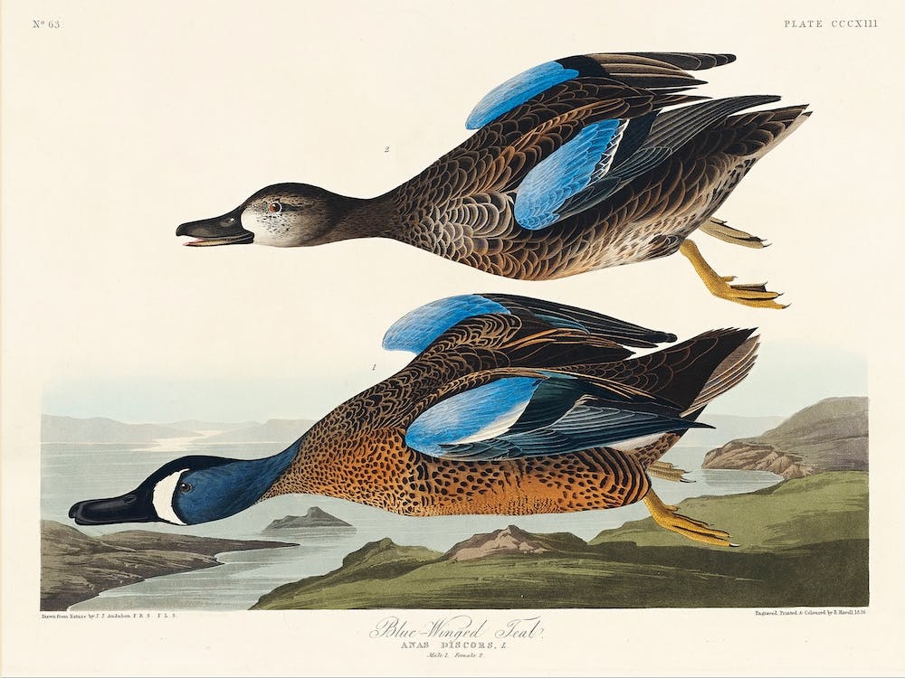 Blue Winged Teal, Birds Of America, John James Audubon