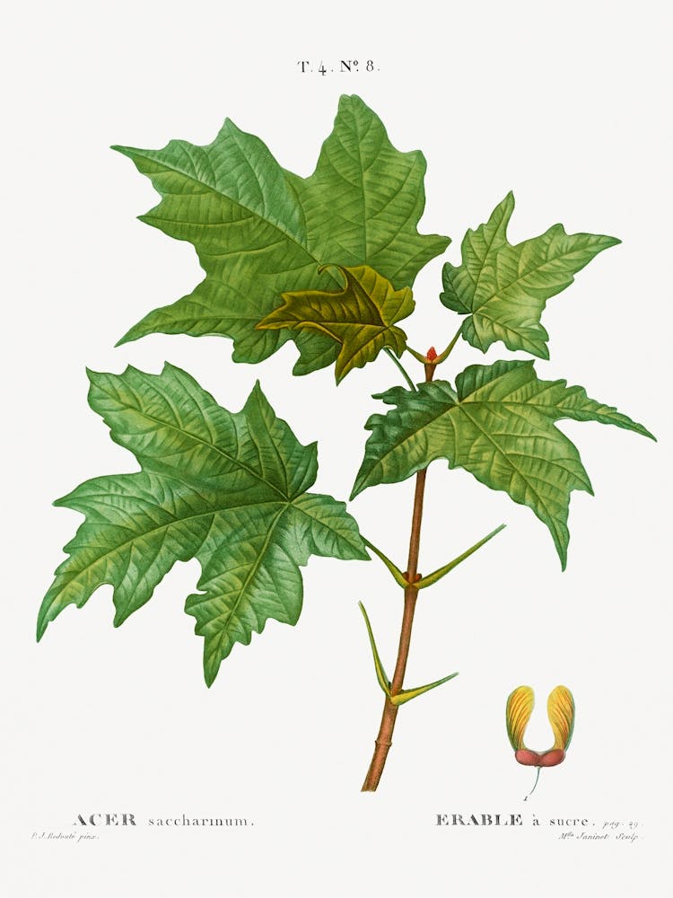 Silver Maple, Pierre Joseph Redoute