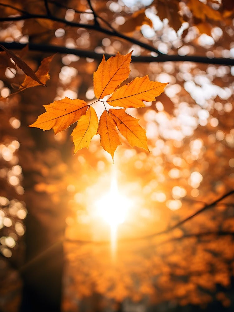 Autumn Leaves In The Sunlight 2
