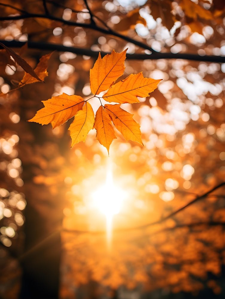 Autumn Leaves In The Sunlight 2