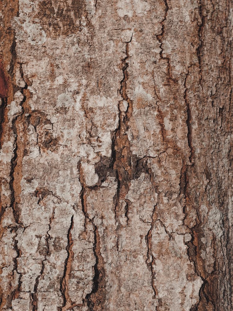 Natural Tree Bark Texture