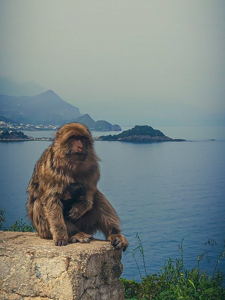 Monkey Sitting On A Rock