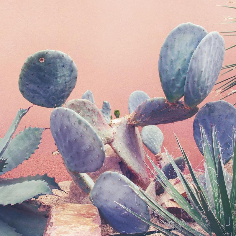 It Stings Cactus