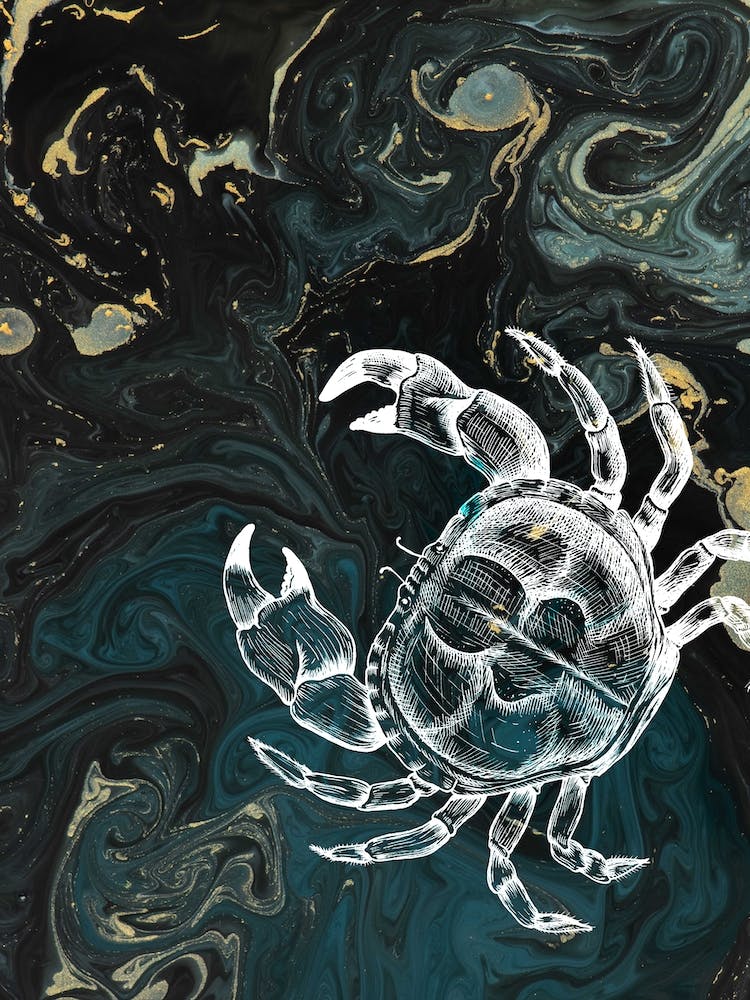 Under Water Wonders Crab Black & Teal