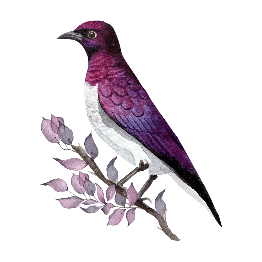 Purple Kingfisher 1