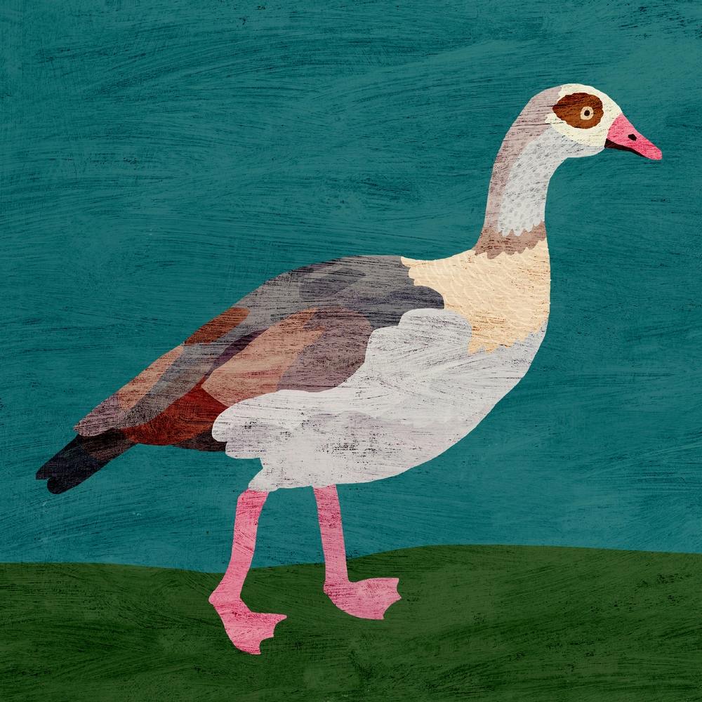 Egyptian Duck Square