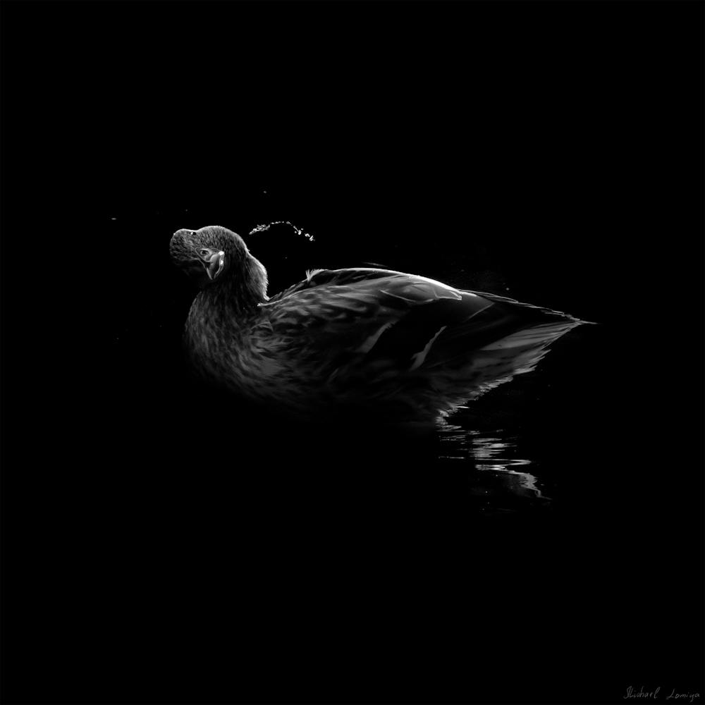 Black And White Duck With A Dropes Of Water 1