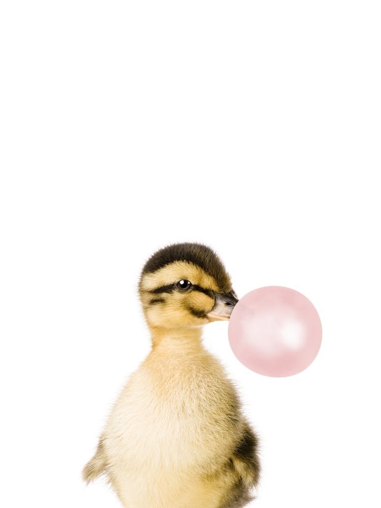 Bubble Gum Duck
