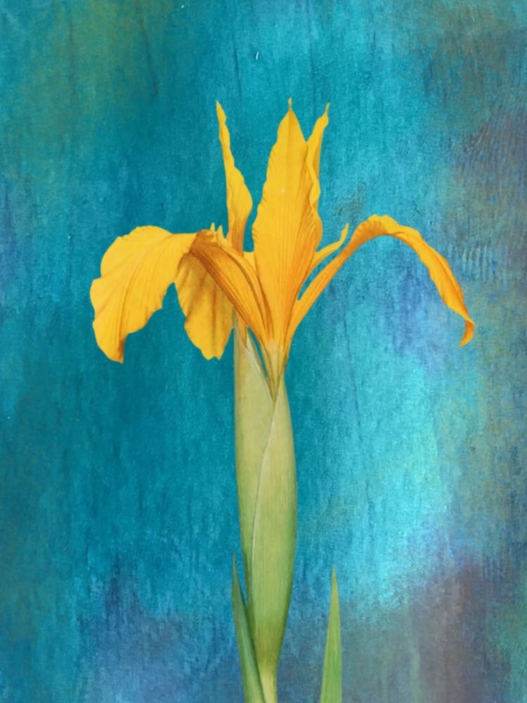 Yellow Iris