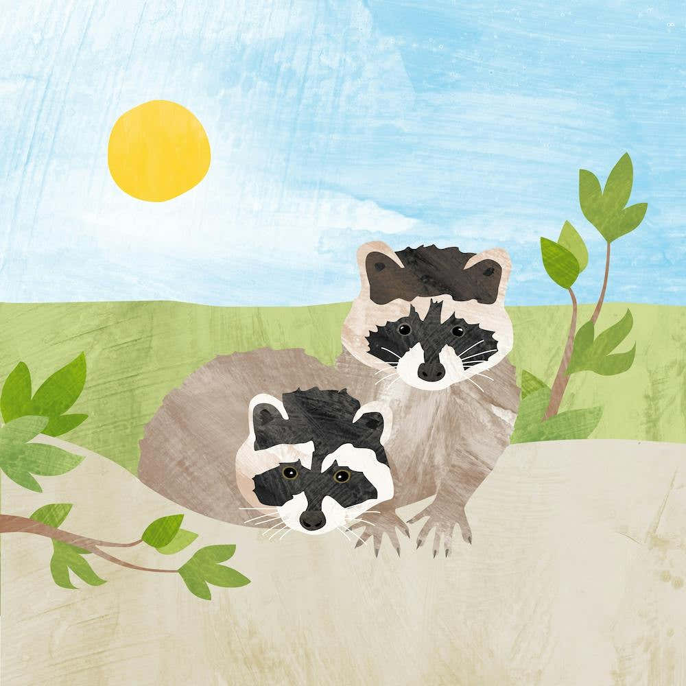 Cute Raccoons