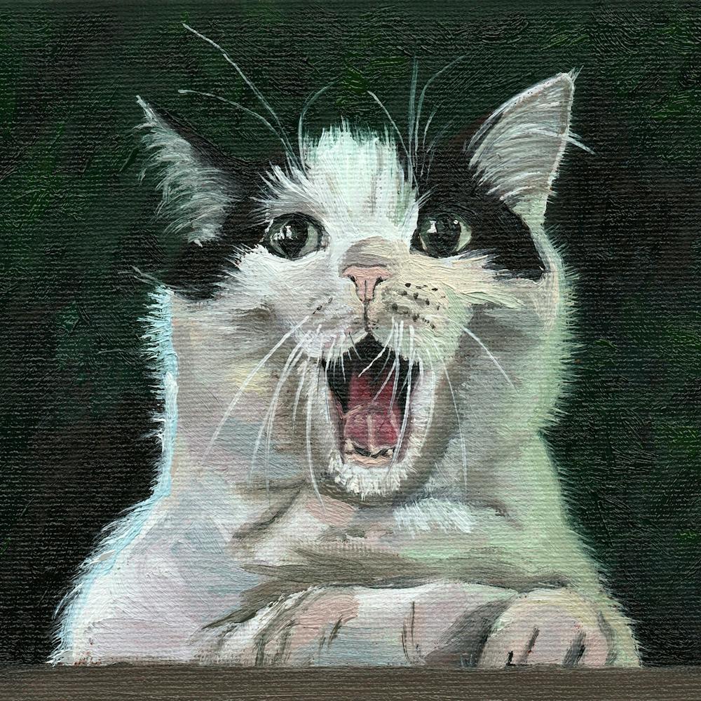 Cat Yawn