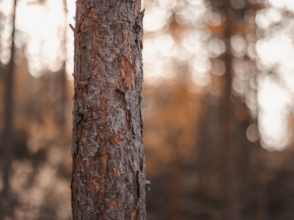 Ponerosa Pine Tree Bark