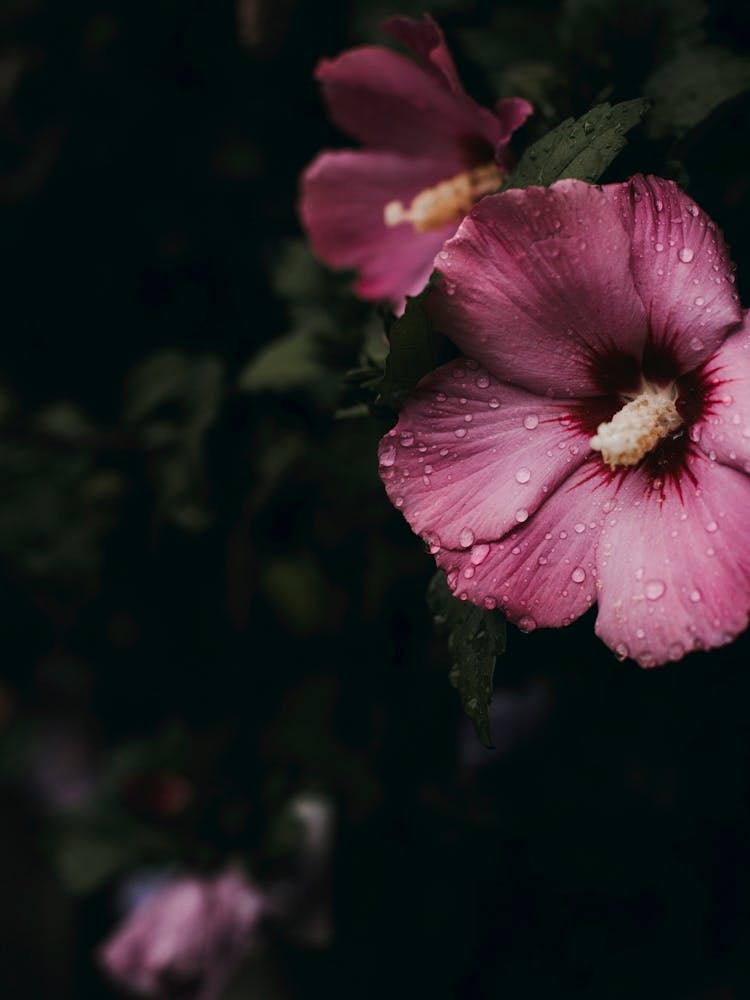 Stimmungsblumen 1