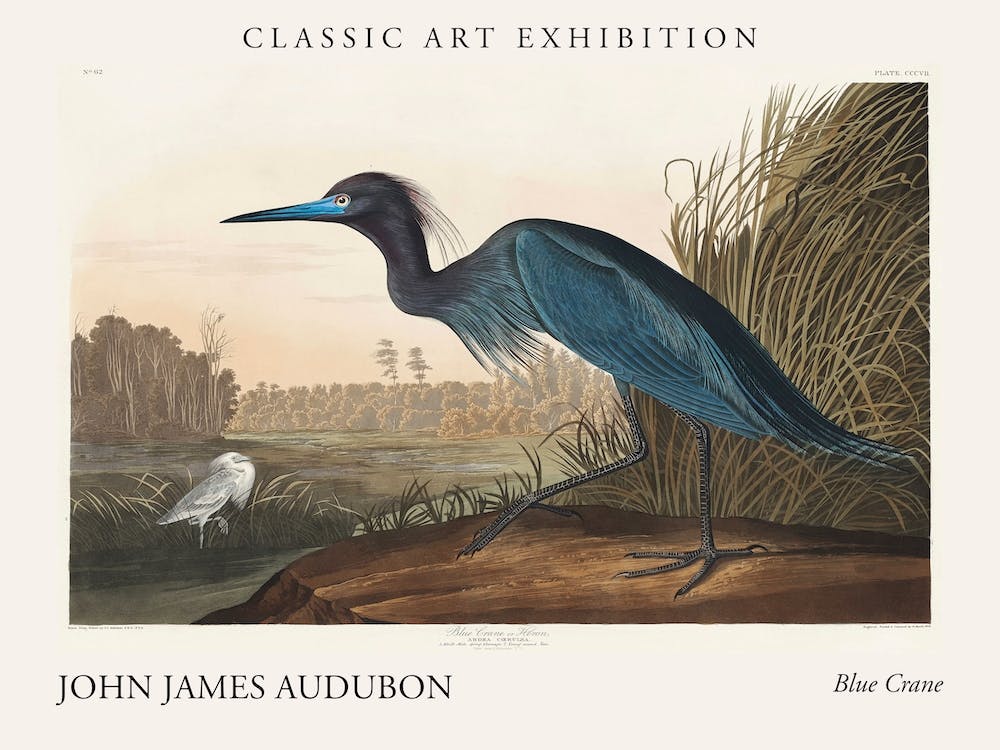 Blue Crane Poster