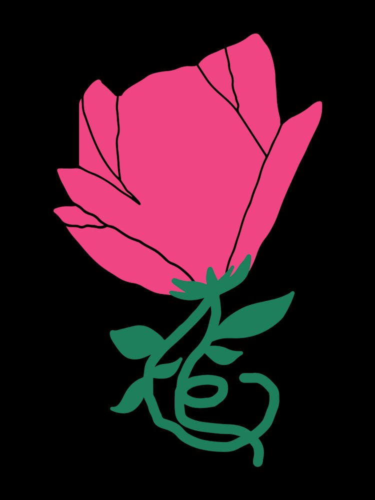 Pink Rose