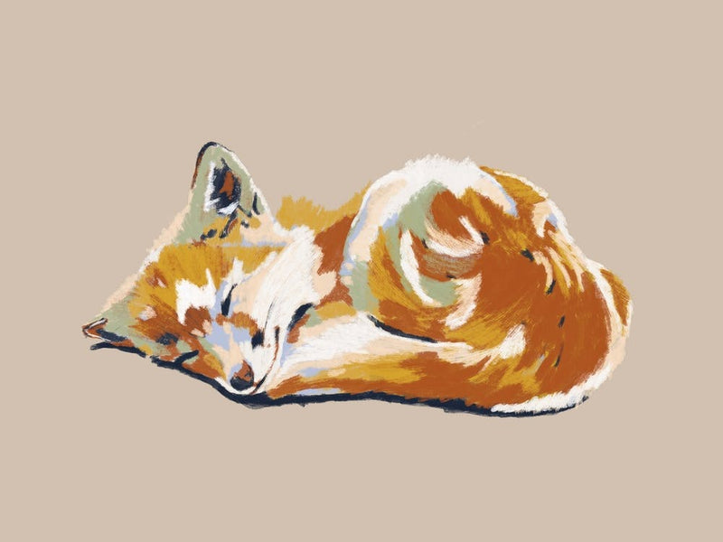 Sleeping Little Fox