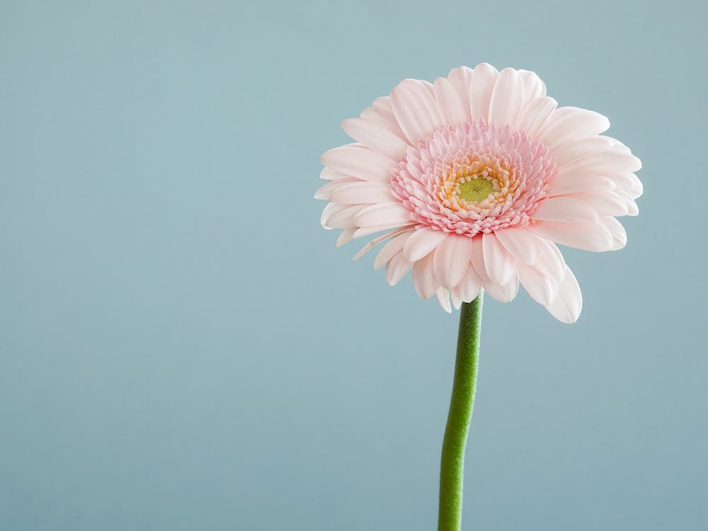 Gerbera Rose Pastel
