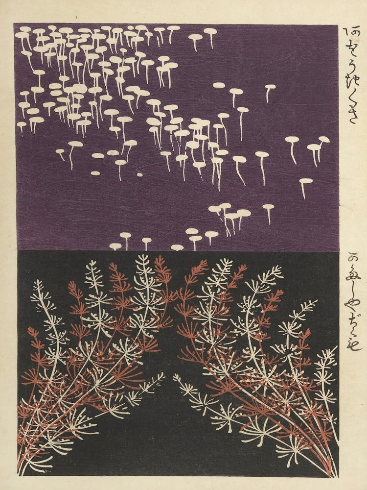 Koizumi 1