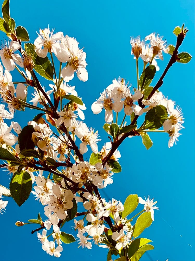 Under Cherry Blossom