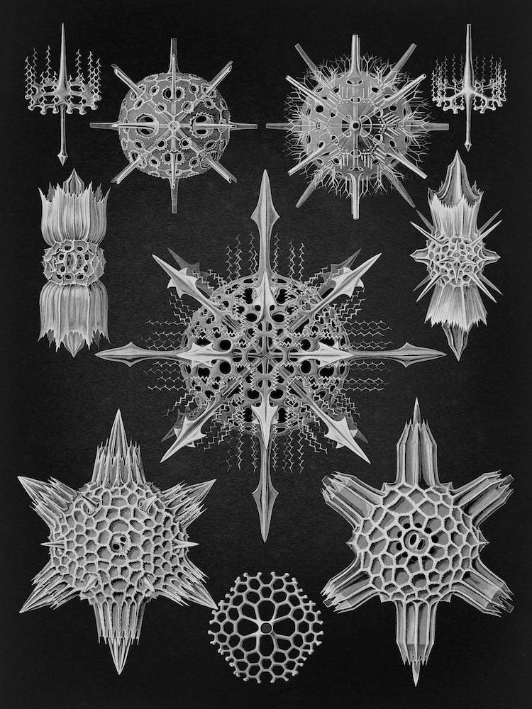 Vintage Haeckel 16 Tafel 41 Wunderstrahlinge