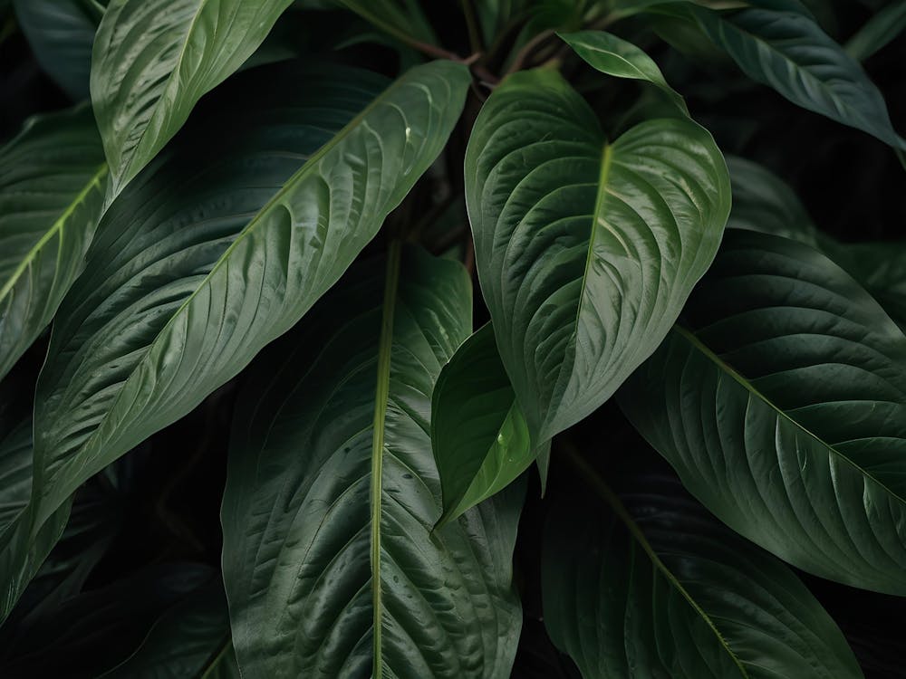 Feuilles Vertes D'une Plante