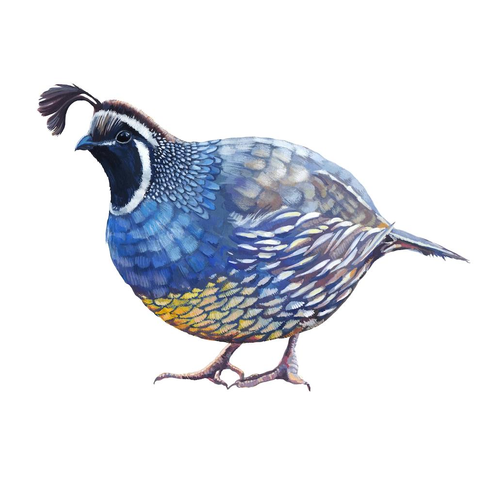 Quail