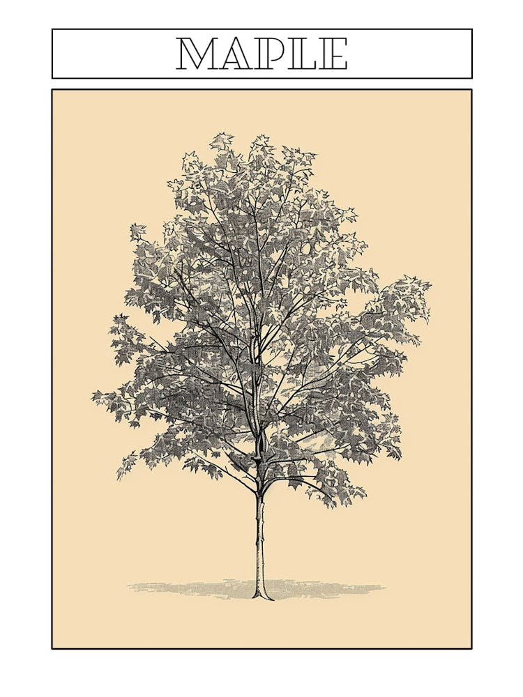 Maple Tree Minimalistic Drawing 1 Poster
