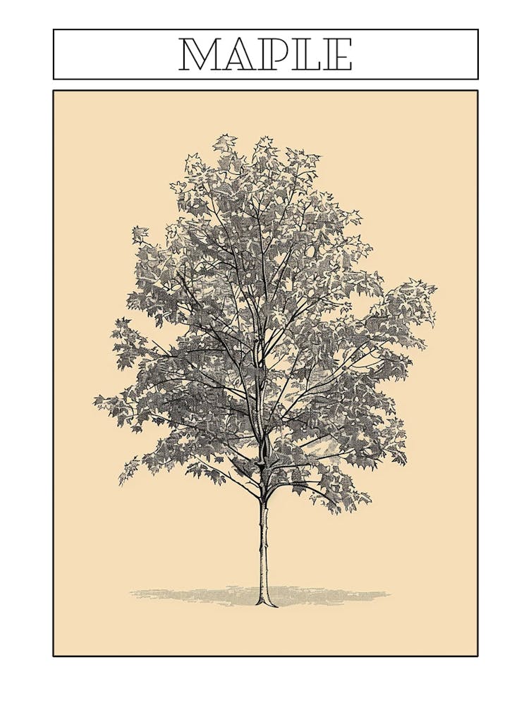 Maple Tree Minimalistic Drawing 1 Poster