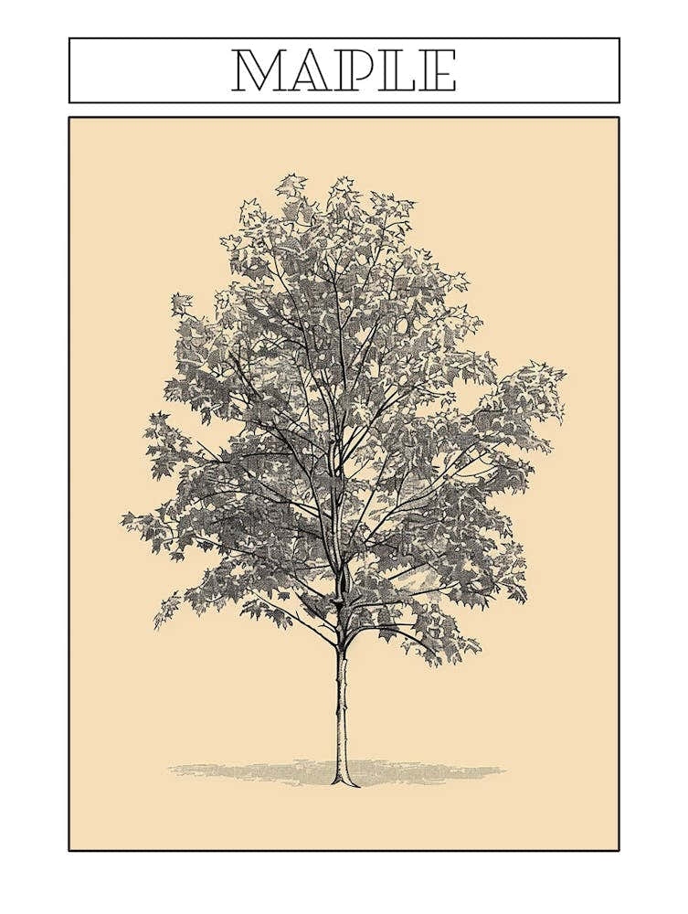Maple Tree Minimalistic Drawing 1 Poster