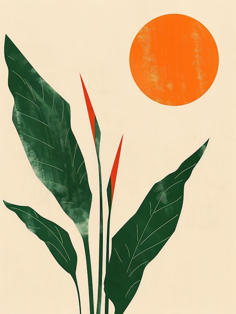 'Sunrise' 78