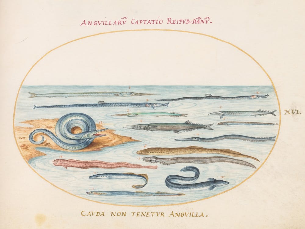 Animalia Aqvatilia et Cochiliata (c. 1575-1580), Joris Hoefnagel (3) 2