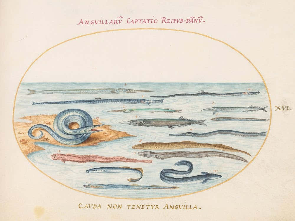 Animalia Aqvatilia et Cochiliata (c. 1575-1580), Joris Hoefnagel (3) 2