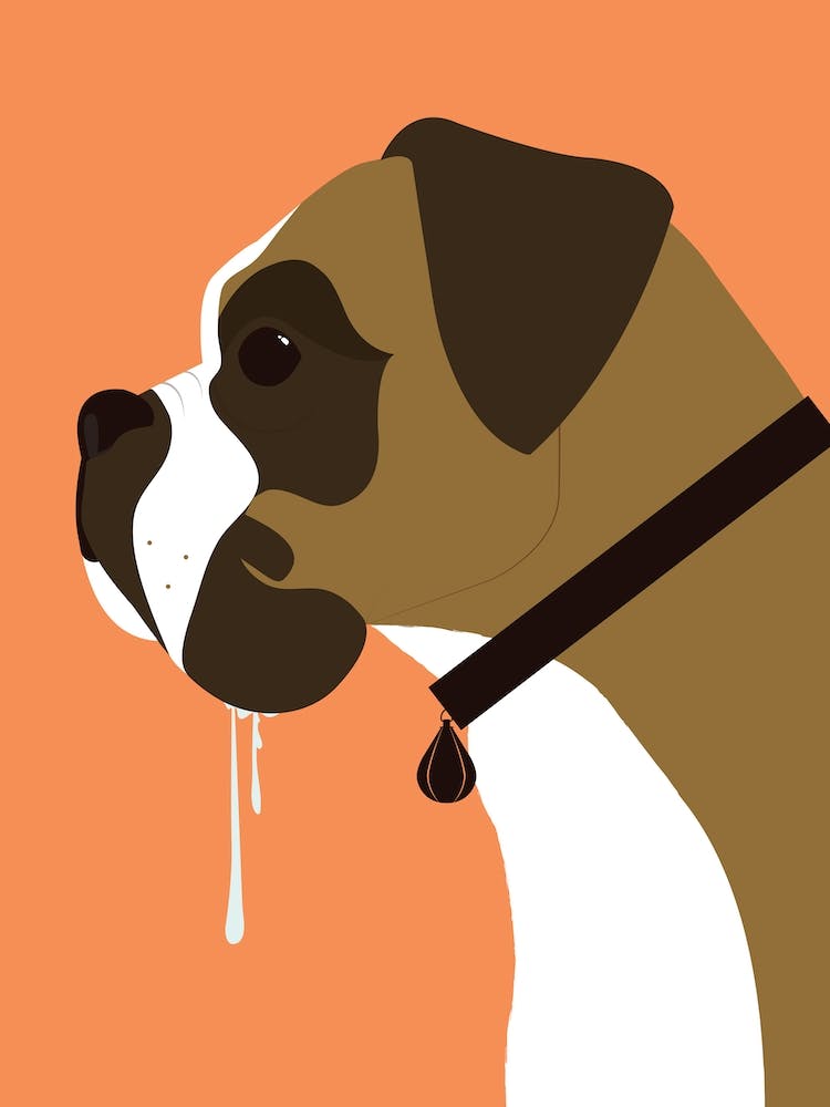 Boxer Dog