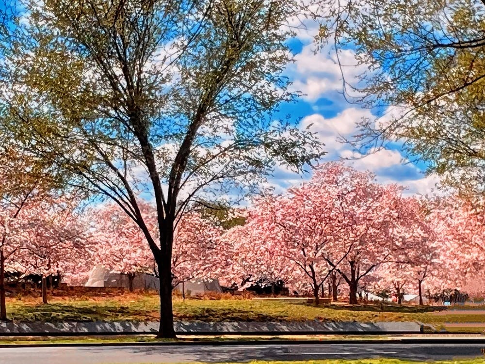Driving Past The Washington DC Cherry Blossoms