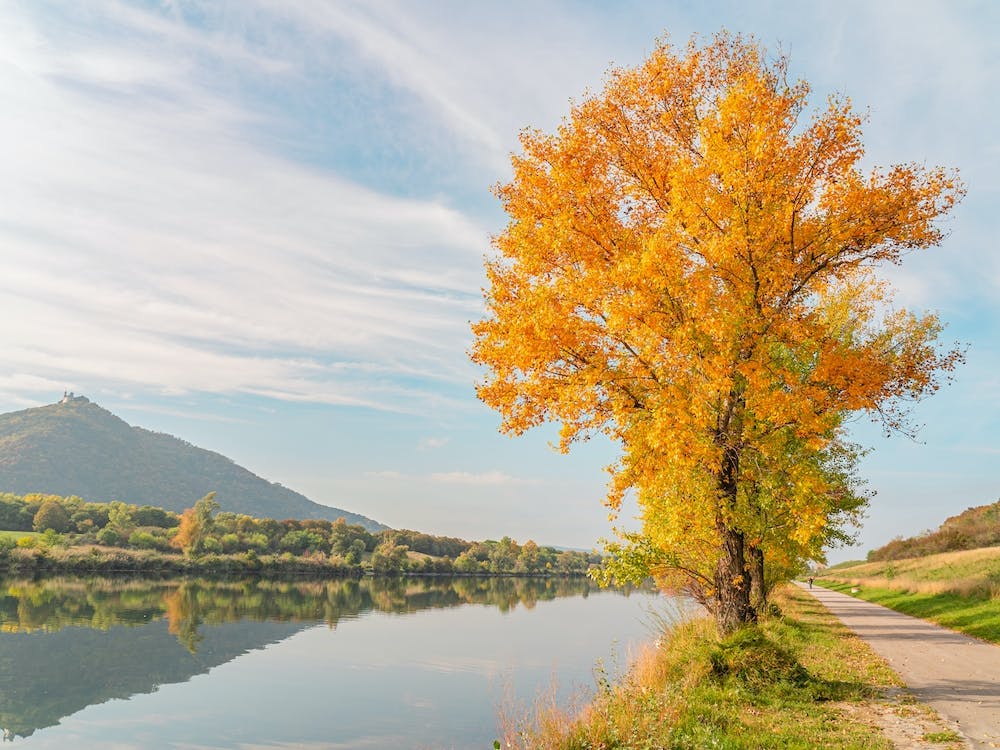 Fall Tree By The River