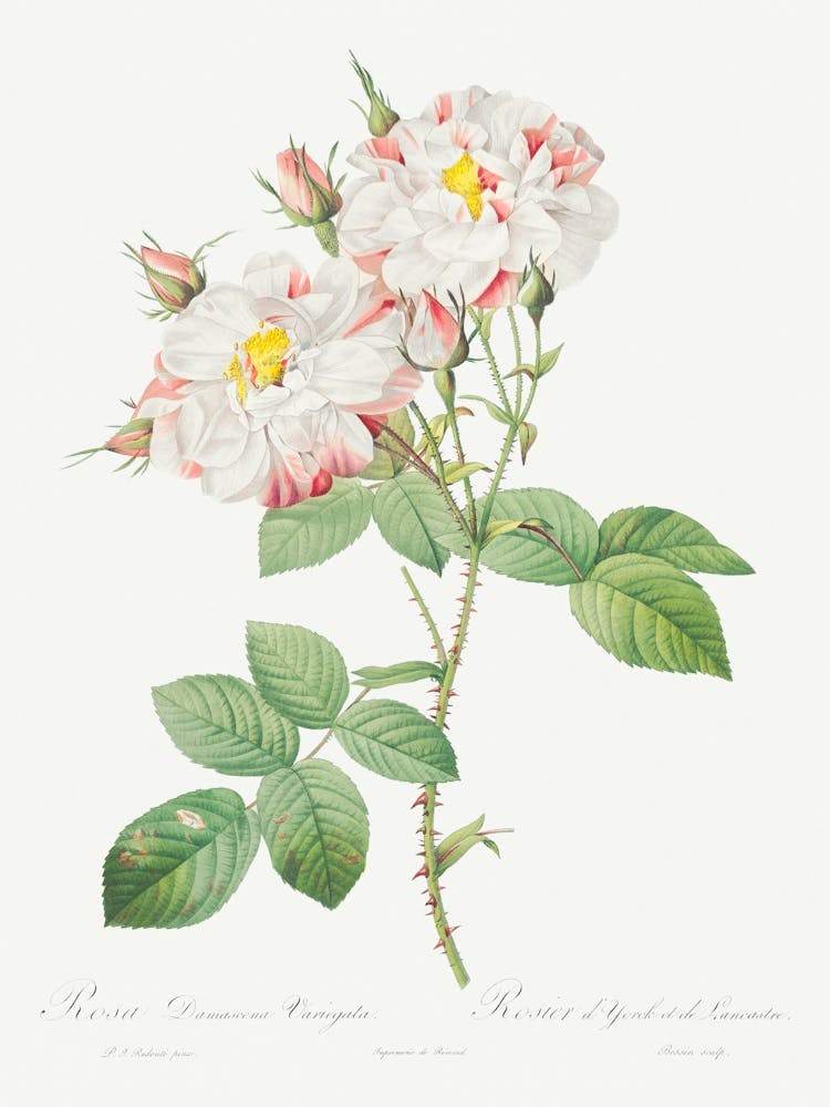 Damask Rose, York And Lancaster Rose, Pierre Joseph Redoute