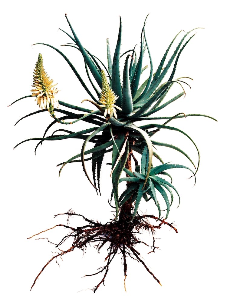 Whole Plant 01