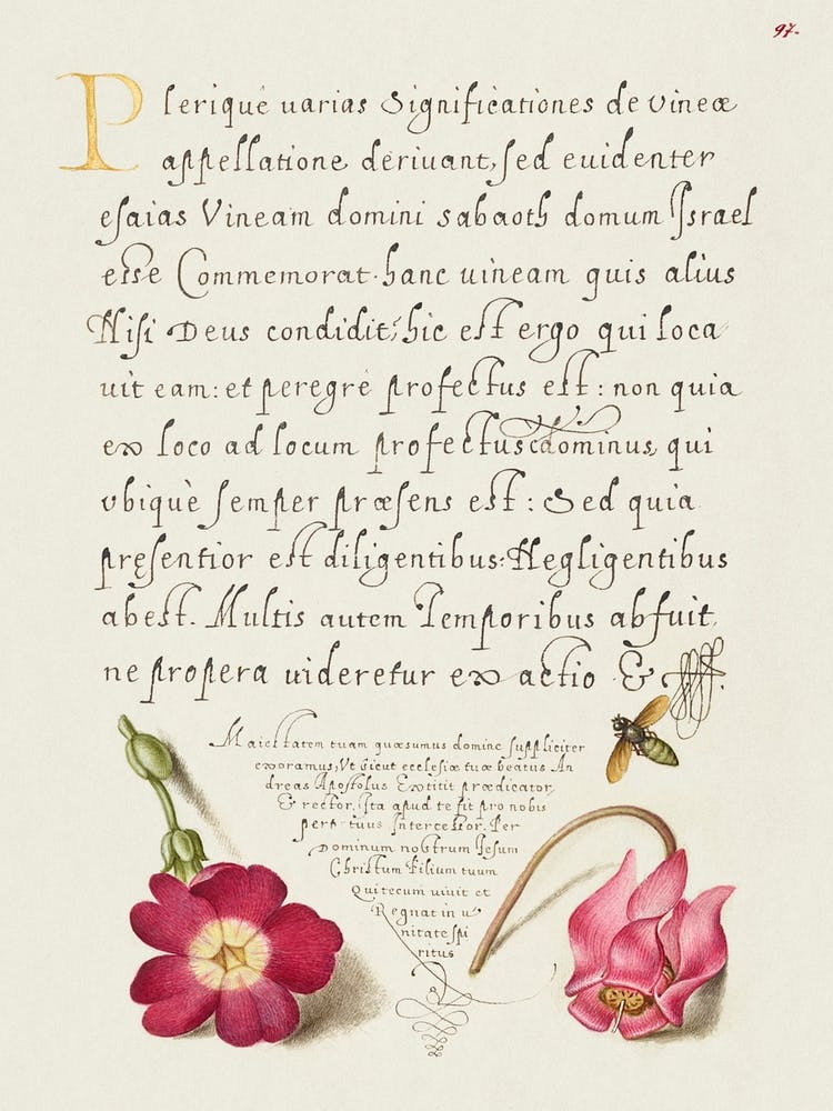 Insect, Balkan Primrose, And Alpine Violet From Mira Calligraphiae Monumenta, Joris Hoefnagel