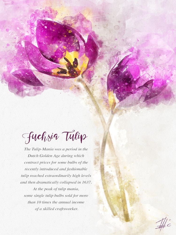 Fuchsia Tulip