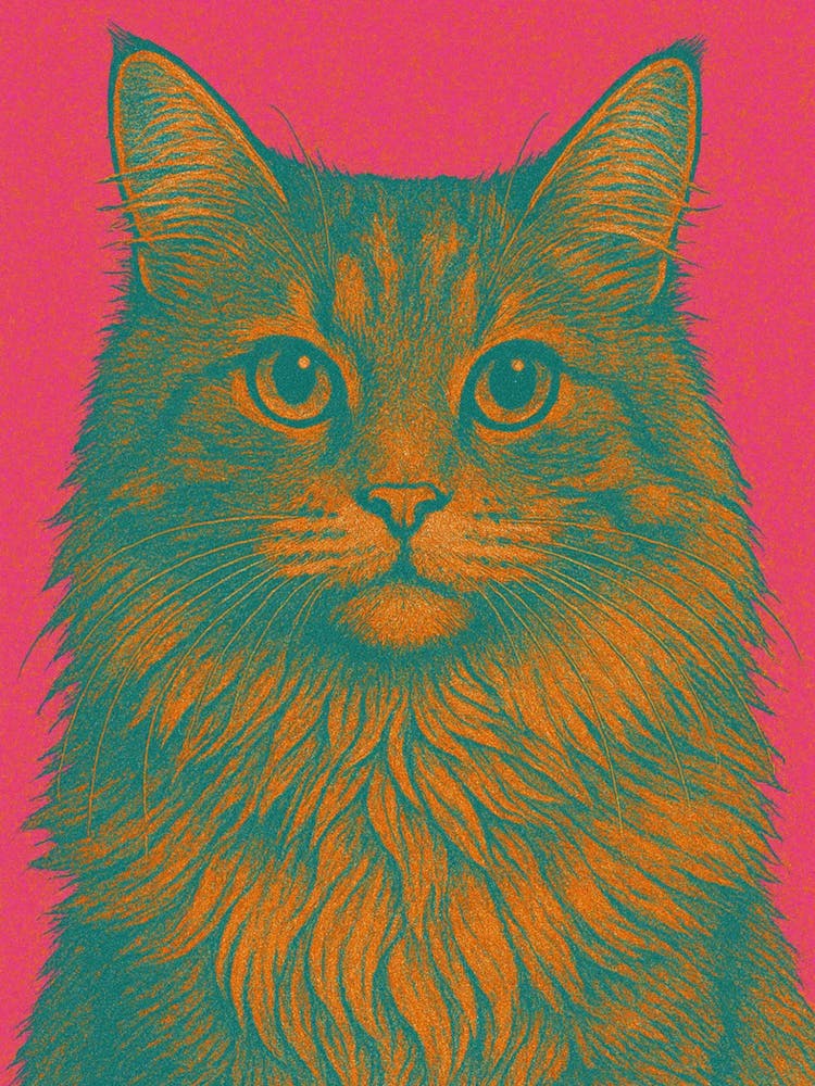 Cat On A Pink Background
